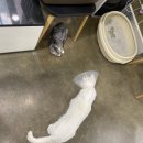 강산동물병원 이미지