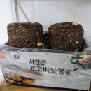 서해농장 | 집에서 직접 키우는 즐거움! 서해농수산물 표고버섯 재배키트