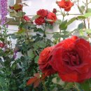 아침햇살 이미지