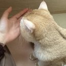 포아나 | 메타웰 수족냉증 영양제 포카포아 3개월 먹은 후기!