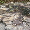 울산 대곡리 공룡발자국 화석 이미지