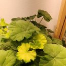 백화화원 이미지