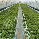 김영희농장 이미지