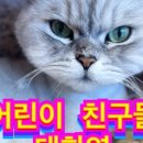 모여봐요 고양이 카페 이미지