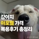 행복한정약국 | 강아지 아포퀠 복용 후기, 아토피·알러지 가려움증 효과와 가격