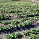 의수농장 이미지