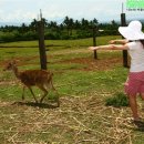 사슴농장 이미지