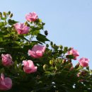 부용초등학교 이미지