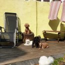 케어독 하우스 이미지