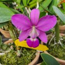 Cattleya walkeriana tipo &#39;purity&#39; 이미지