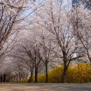 [제52회 낭만길걷기 공지] 24년 4월 2일(화) 안양천 벚꽃길 걷기 이미지