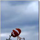 곽금초등학교 이미지