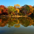 단풍나무 이미지