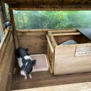 닭세상농장 이미지