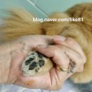 신금호떡볶이