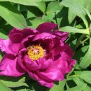 언도 1 언동경로당 | 모란이 피기까지는 김영랑(金永郞)의 시.“모란이 피기까지는/ 나는 아직 나의 봄을 기다리고 있을 테요/