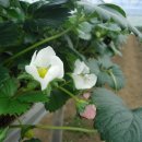 고하농장 이미지