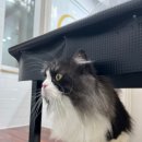 고양이 미용& 호텔 우연히, 캣 이미지