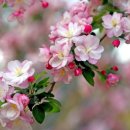 희망의 나무 休 | 春寒(춘한) / (南宋) 陈与义(진여의)