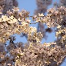 신트리공원 농구장 이미지