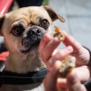 우리강아지 이미지