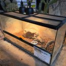 벅스네 | 광주 벅스랜드 후기｜패밀리랜드 안에 이런 곳이? 곤충·파충류·먹이주기 실내동물원 끝판왕