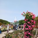 제자의 초청으로 울산 장미 축제 관람 이미지