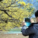 산수유권역 이미지