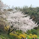마인계터1 | 2026 목포 유달산 봄축제 후기 코스 꿀팁 정리
