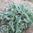 가은아자개시장 이미지