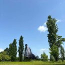 미루나무 이미지