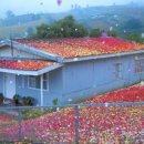 새로이밥상 이미지