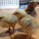 아리랑농장 이미지