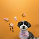 커몽커몽펫 이미지