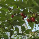 창평약국 이미지