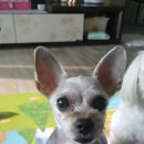 송담동물병원 이미지