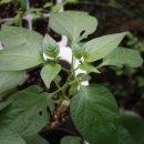 도촌 2농장 이미지