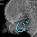 으뜸원동물병원 이미지