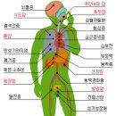 갑상선에 대하여 이미지