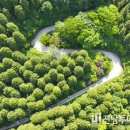 천년비자 이미지