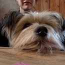 대한목장 | 제주 대한목장 애견동반 후기 | 반려견과 함께하는 초원 카페