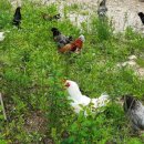 세동산골농원 이미지