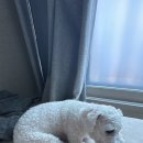 펫마트 강아지 논산점 이미지