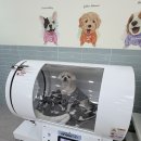 니멍내멍 | 남양주 강아지 유치원 찾다가 마음이 끌린 곳, 니멍내멍 방문 후기