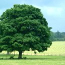 큰나무 이미지