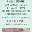 [[🐶개"의 배변 방치 행위와 주택가 오폐수 무단 방류 처벌및 🔺️맨홀 배수구 관리법 규정/5가지]] 이미지