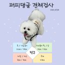 쌍령동-4 | [경기광주강아지유치원] 쌍령동 퍼피댕글 애견유치원 1년 넘게 다닌 찐 후기~