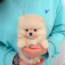 꽃강아지 이미지