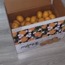 신진농장 | 🍊 제주도 귤농장 천혜향 배달 추천 | 귤수저 ( 레드향 한라봉 비교 천혜향 효능)