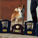 시바나라 이미지